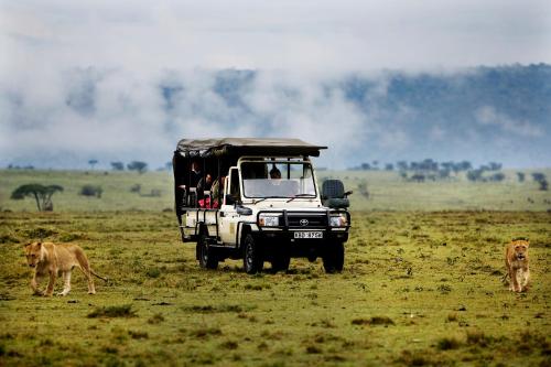 a safari truck driving through a field with a lion at Karen Blixen Camp Masai Mara in Narok