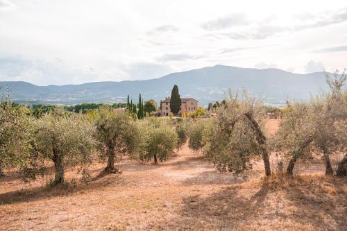 a field of olive trees with a house in the background at San Carlo a La Molinella in Città della Pieve