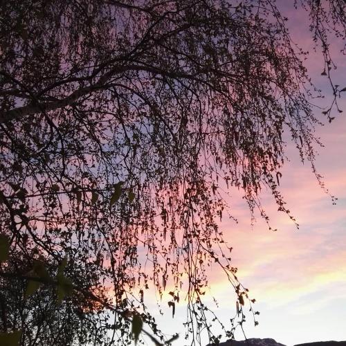 a tree branch with leaves in front of a sunset at B&B La Montagna Rosa in Castelnuovo