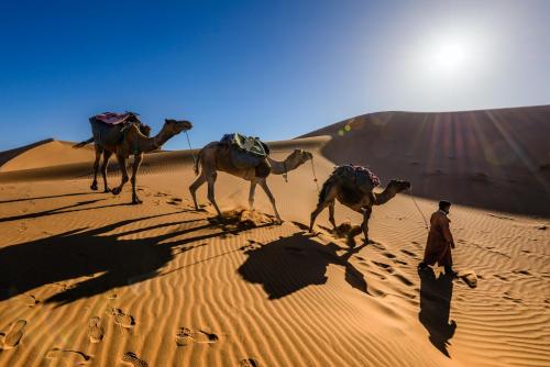 a man with three camels walking in the desert at Hôtel Camping La Liberté in Merzouga