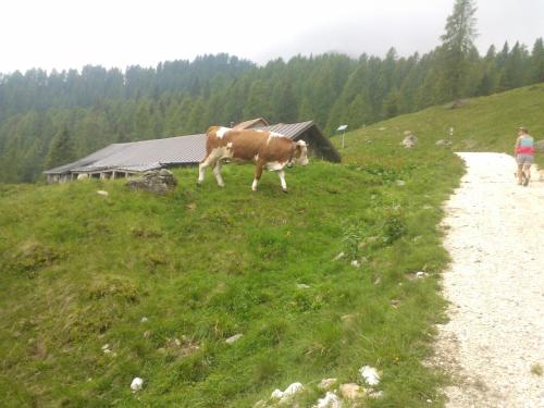 a cow walking on the side of a grassy hill at Hotel Serenella in Canale San Bovo