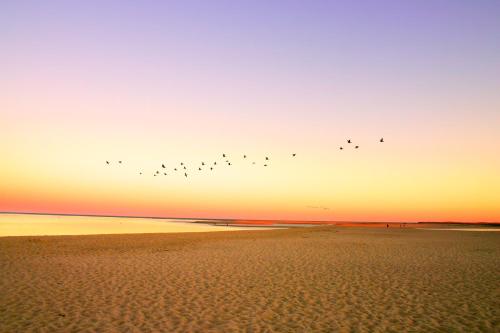 a flock of birds flying over the beach at sunset at Olde Homestead Hideaway in Harwich