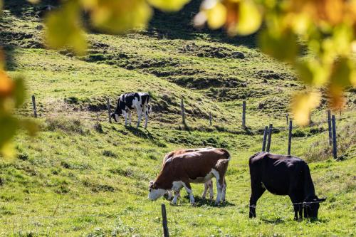 three cows grazing in a field of grass at Buchmann Lehen in Irdning