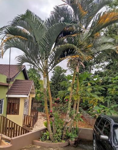 a couple of palm trees in front of a house at Gables Vacation Rentals with Private Gated Parking Onsite in Knockpatrick