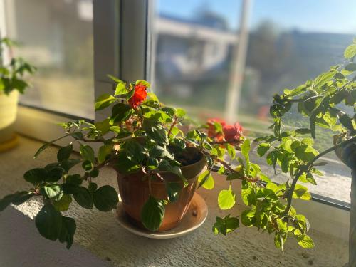 a potted plant sitting on a window sill at Guest House KAGAN in Toktogul