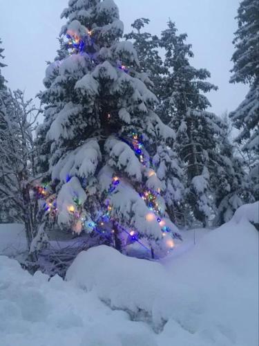a christmas tree with lights in the snow at Apartmaji Velikonja in Ajdovščina