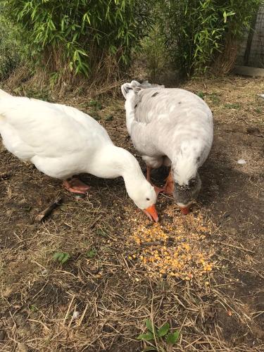 two white ducks are eating food on the ground at Chambre d'Hôtes chez Gustave & Compagnie in Choussy