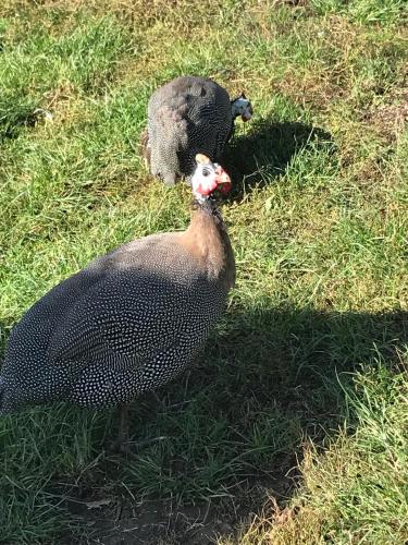 two black birds standing in the grass at Chambre d'Hôtes chez Gustave & Compagnie in Choussy
