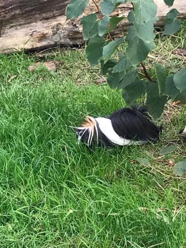 a bird sitting in the grass in a field at Chambre d'Hôtes chez Gustave & Compagnie in Choussy