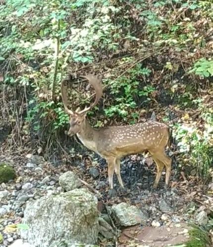 a deer standing on the side of a hill at AL CORNIOLO in Zerba