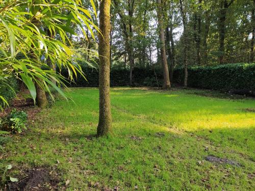 a tree in a yard with green grass and trees at Valouwe 54 in Appelscha