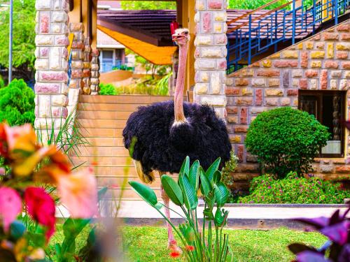 an ostrich is standing in front of a house at Lake Bogoria Spa Resort in Marigat