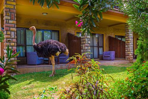 an ostrich standing in the grass in front of a house at Lake Bogoria Spa Resort in Marigat