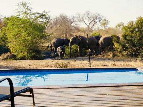 a herd of elephants standing next to a swimming pool at Masodini Game Lodge in Hoedspruit