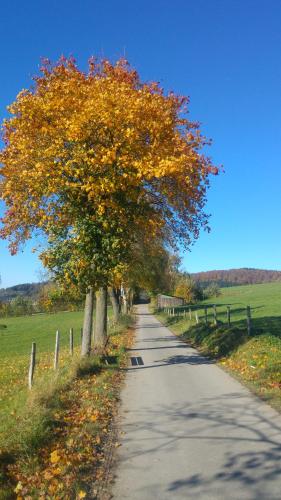 a tree on the side of a road at Ferienwohnung Wulf in Schmallenberg