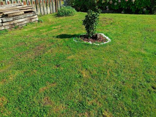 a small tree in the middle of a yard at Casa La Fonte in Barcia