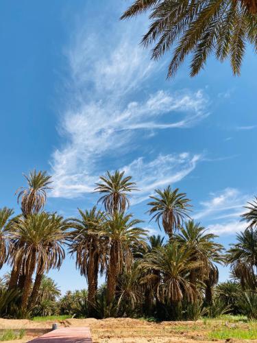 a group of palm trees against a blue sky at Camp Auberge Sahara Marokko in Mhamid