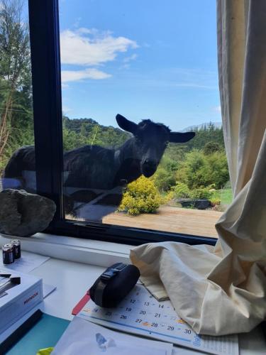 a view of a cow looking out of a window at Golden Bay Glamping in Takaka
