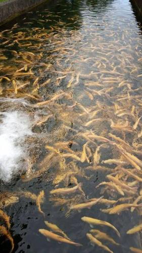 a group of fish swimming in a body of water at Lazy Lizard Studio in Seixal