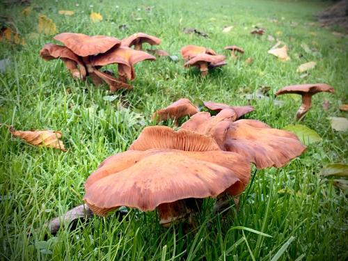 a group of brown mushrooms in the grass at L'Impasse de Lincé in Sprimont