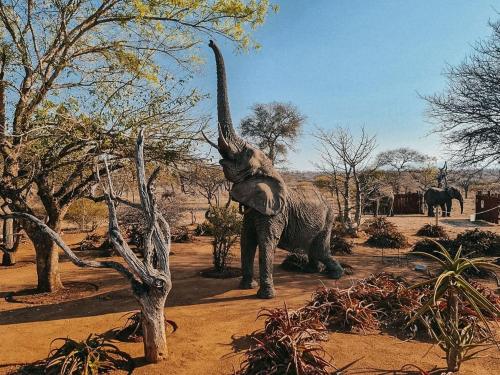 an elephant with its trunk in a tree at Tshukudu Game Lodge in Hoedspruit