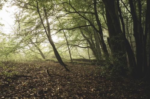a misty forest with trees and leaves on the ground at L'Impasse de Lincé in Sprimont