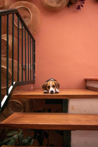 a dog is peeking out from under a bench at Sie Casa Hotel in Villa de Leyva