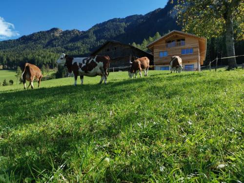 a group of cows grazing in a field in front of a cabin at Ritschhof in Castelrotto