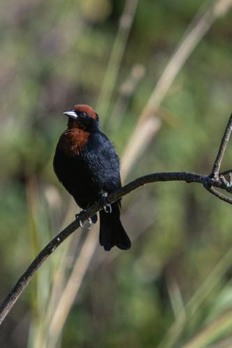 a bird sitting on a branch of a tree at Casa Estrelada in São Bento do Sapucaí