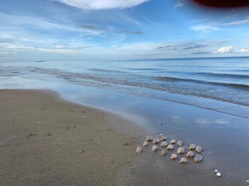 a group of shells sitting on the beach at 155 SalaCoco in Ban Krut