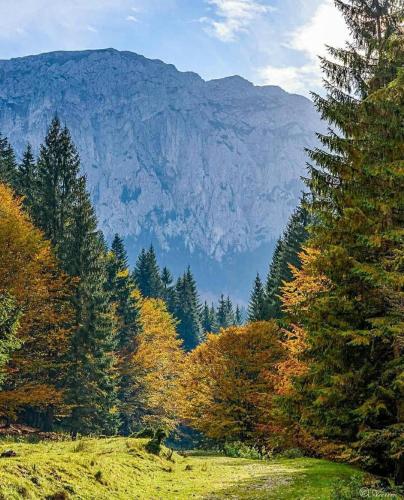 a field with trees and mountains in the background at Casa Maria Moieciu C in Moieciu de Sus