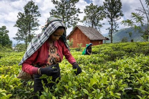 a woman walking through a field of crops at Nelinsa Resort and Spa in Matale
