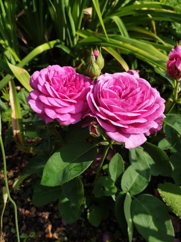 a group of pink roses in a garden at Scholz & Scholz GbR Zimmervermietung in Hoyerswerda