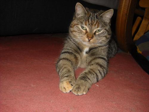 a cat laying on the floor on a red carpet at Auberge De La Grange spa & sauna in Plainfaing