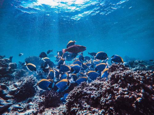 a group of fish on a coral reef at Manta Dhangethi in Dhangethi