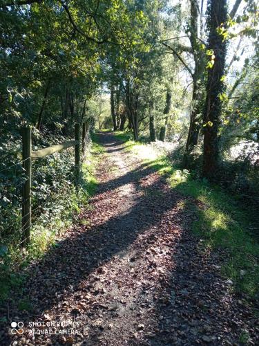 a path in the woods with leaves on the ground at FOZDOVEZ in Souto