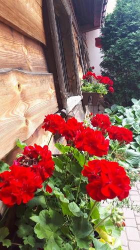 a group of red flowers in front of a building at Tawerna-Stawiska in Garbatka-Letnisko