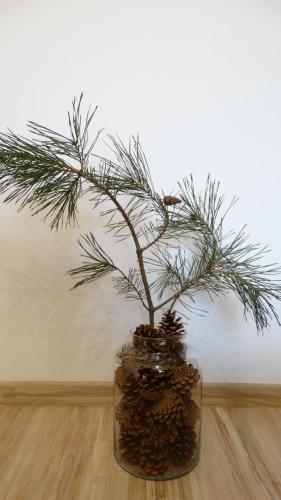 a small pine tree in a glass vase with pine cones at Tawerna-Stawiska in Garbatka-Letnisko