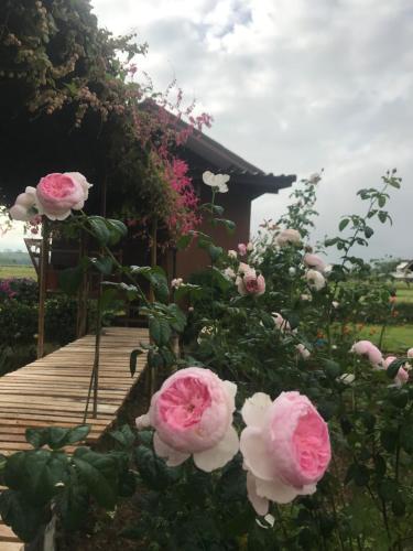 Ein Garten an der Unterkunft Pang Chompu