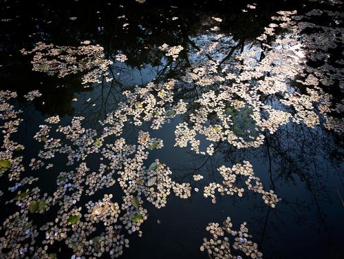 a tree with white flowers on the water at Nanten-En in Kawachinagano