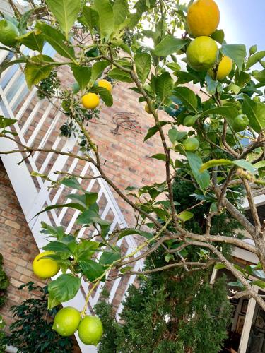 an orange tree with fruits on it next to a building at The Missions House in Hermanus
