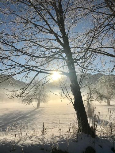 a tree in the snow with the sun in the background at Ferienhof Nasnergut in Radstadt