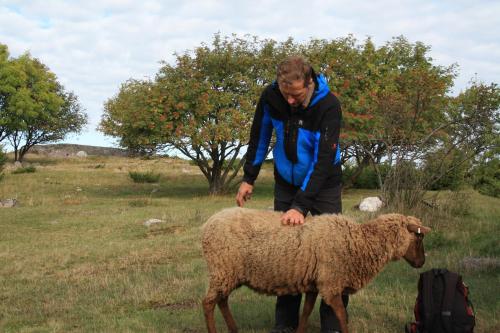 a man is petting a sheep in a field at Hotel Stallbacken Nagu in Nauvo
