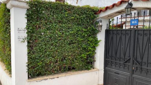an ivy covered wall with a gate and a door at Patras Palm Tree in Patra