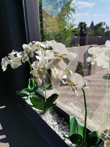 a bunch of white flowers sitting on a window sill at The Raz in Harrismith