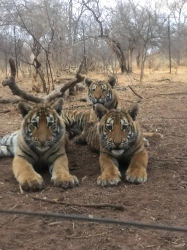 a group of three tigers laying on the ground at Simba Safaris African Pride Exotic Lodge in Lephalale