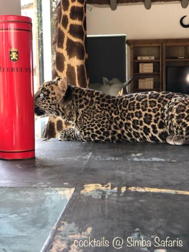 a baby giraffe laying on the floor next to a giraffe at Simba Safaris African Pride Exotic Lodge in Lephalale
