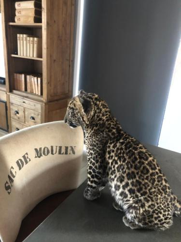 a cheetah statue sitting on a table next to a chair at Simba Safaris African Pride Exotic Lodge in Lephalale