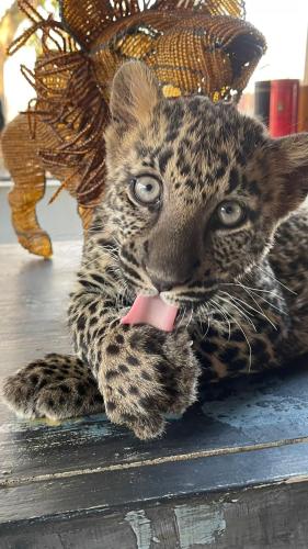 a leopard cub laying on the floor with its tongue at Simba Safaris African Pride Exotic Lodge in Lephalale