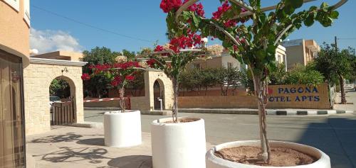 two potted trees in white pots on a street at Pagona Holiday Apartments in Paphos City
